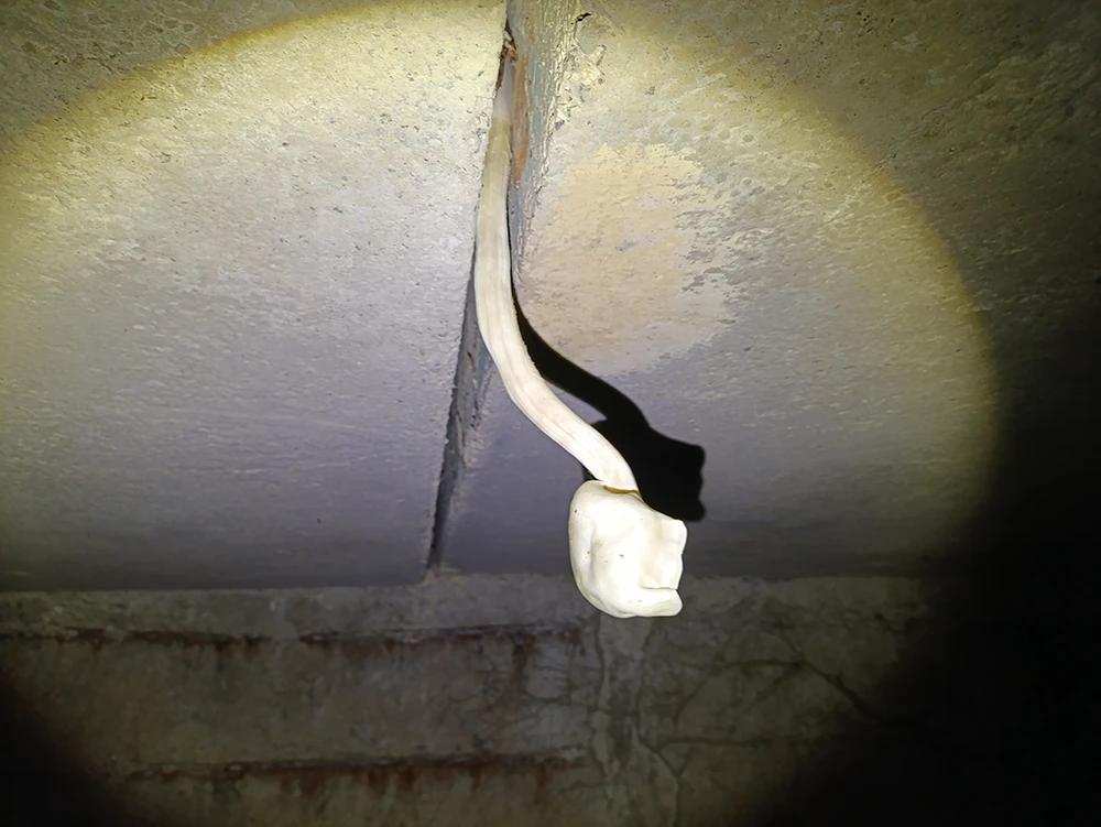 Гриб пророс с потолка коллектора