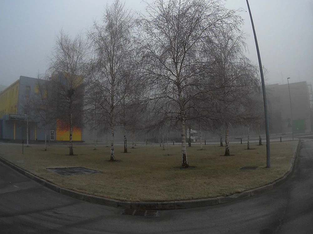 Березовая роща на территории завода